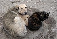 Классификация бездомных собак