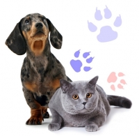 Клиники для животных