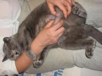 Рак молочной железы у собак и кошек