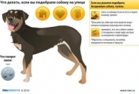 Собак в Люберцах могут убить