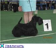 Самая красивая и послушная собака