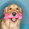 Лечение зубов у собак